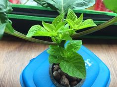 a small potted plant with green leaves in it sitting on a blue plate next to a window