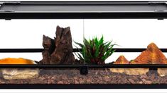 an aquarium with rocks and plants in it