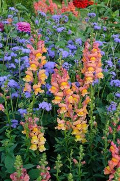 many different colored flowers in a garden