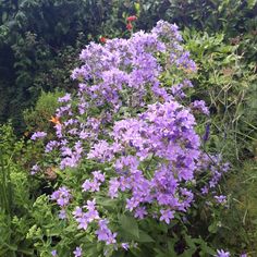 purple flowers are blooming in the garden