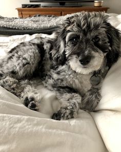 a black and white dog laying on top of a bed