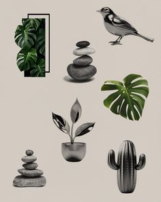 various plants and rocks with a bird on one plant in the middle, an aloen