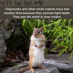 a squirrel sitting on top of a rock next to a plant and text that reads, chipmuns and other small rodents have fast reactions