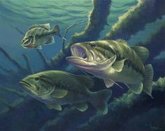 two large - mouthed bass are swimming in the deep blue water, one is biting another fish's teeth