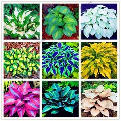 many different types of plants and flowers