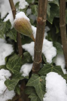 snow is covering the leaves and branches of a tree