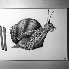 a pencil drawing of a snail and its shell