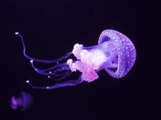 a purple jellyfish floating in the dark water