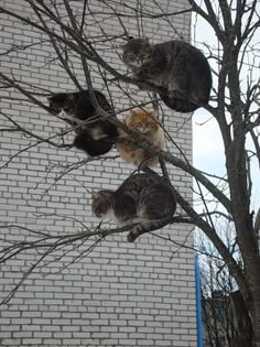 four cats are sitting in the branches of a tree