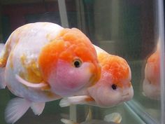 an orange and white fish is in a glass tank next to other goldfishs