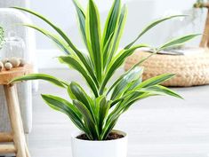 a potted plant sitting on top of a wooden floor next to a chair and table