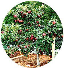 an apple tree with lots of fruit growing on it's branches and in the ground