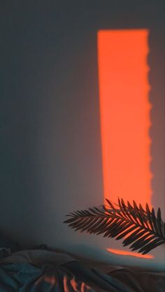 a palm leaf casts a shadow on the wall in front of a light that is shining through