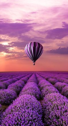 a hot air balloon flying over a lavender field