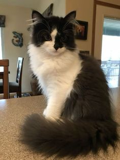 a black and white cat sitting on top of a counter