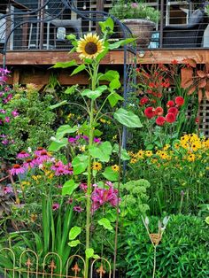 a garden filled with lots of different types of flowers