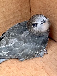 a bird is sitting in a cardboard box