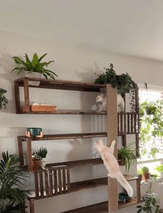 a cat climbing up the side of a wooden shelf in a room with potted plants