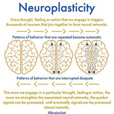 Synaptic Pruning, Brain Anatomy