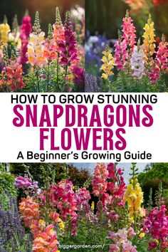 Get insights on How To Grow Snapdragons while successfully Growing Snapdragons for the Best Cut Flowers To Grow. Use Snap Dragon Flowers in your Cut Flower Arrangements to beautify your Picking Garden, following Garden Core philosophies and integrating Plants Unique into your Planning Garden strategy. Growing Snapdragons, Snapdragon Flowers, Plants Under Trees, Growing Cut Flowers, Garden Of Earthly Delights, Permaculture Gardening, Cut Flower Garden, Flower Care, Beautiful Flowers Garden