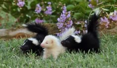 two black and white striped skunks are sitting in the grass next to purple flowers