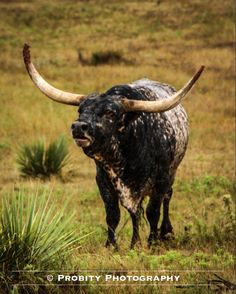 an animal with large horns standing in the grass