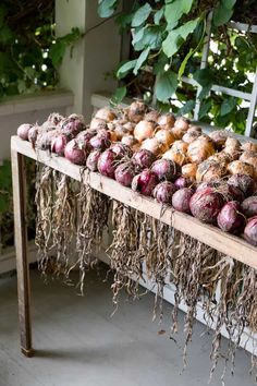 some onions are on a wooden table with roots hanging from the top and below them