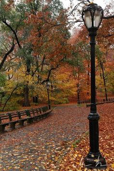 a street light sitting on the side of a leaf covered road