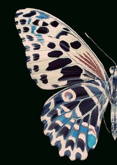 a blue and white butterfly with spots on its wings