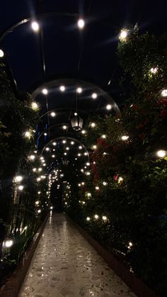 the walkway is lined with lights and plants