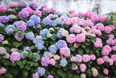 many different colored flowers growing on the side of a building