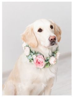 a dog wearing a flower collar sitting on the floor in front of a white wall