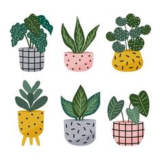 four potted plants with different shapes and colors