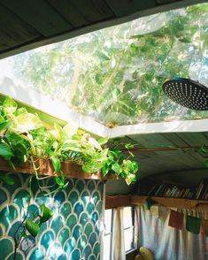 some green plants hanging from the ceiling in a room with blue and white wallpaper