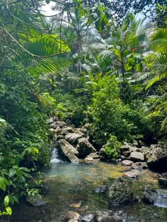 a stream running through a lush green forest filled with lots of trees and rocks, surrounded by greenery