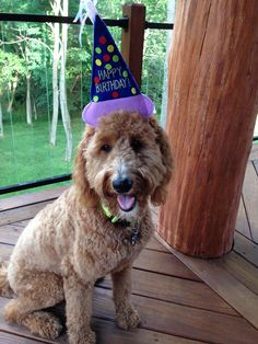 a dog wearing a birthday hat sitting on a deck