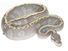 a large snake with yellow stripes on it's body and head, sitting on a white surface