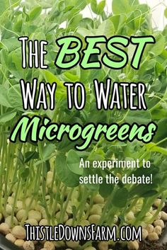 the best way to water microgreens an experiment to setter the debate