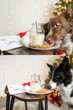 two pictures of a dog eating food from a plate with milk and cookies on it