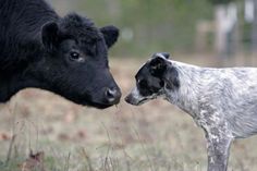 two black and white cows standing next to each other in a field with brown grass