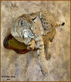 a lynx laying on top of a piece of wood