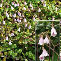 some pink flowers and green leaves on a bushy plant with two pictures of them