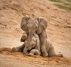 two baby elephants are playing in the dirt