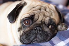 a small pug dog laying on top of a blue and white checkered blanket