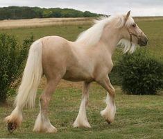 a white horse with long blonde hair walking in the grass next to bushes and trees