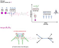 two diagrams showing the different types of cell lines and their corresponding connections to each other