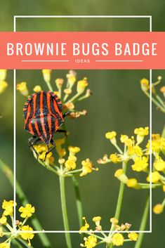 an orange and black striped bug sitting on top of a yellow flower with the words brownie bugs badge above it