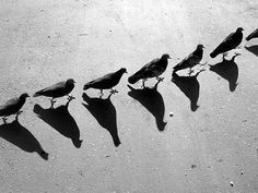 four birds are standing in a row on the beach with long shadows cast by them