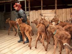 a woman standing next to a herd of baby deer on top of a wooden floor