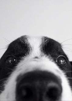 a black and white dog's nose is looking at the camera with it's eyes wide open